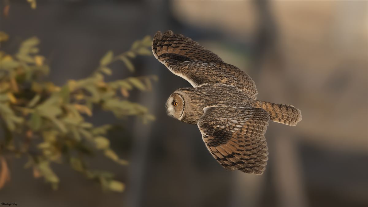 Long-eared Owl