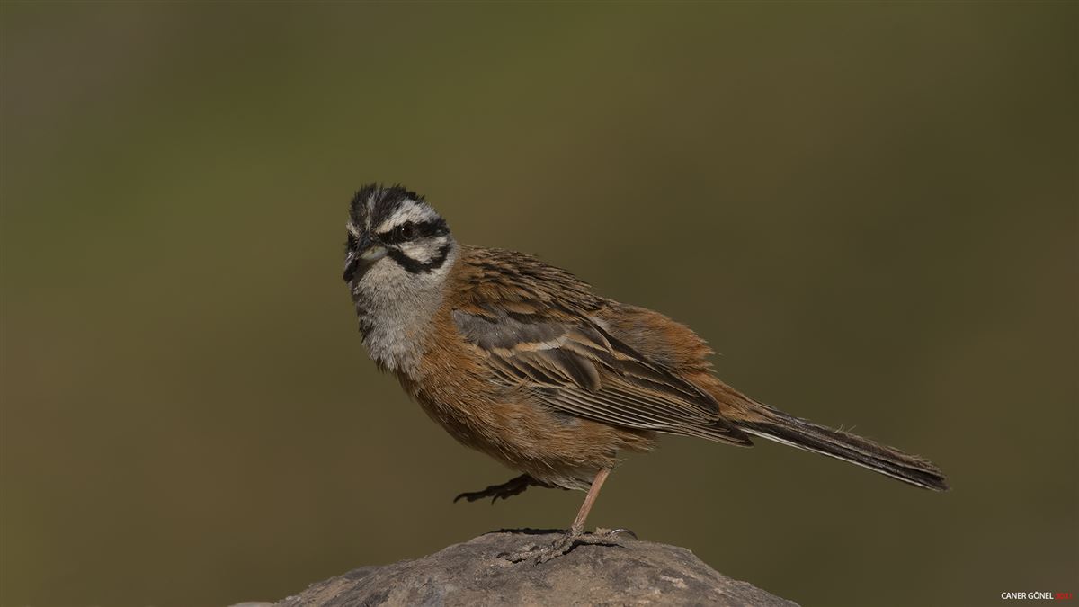 Rock Bunting