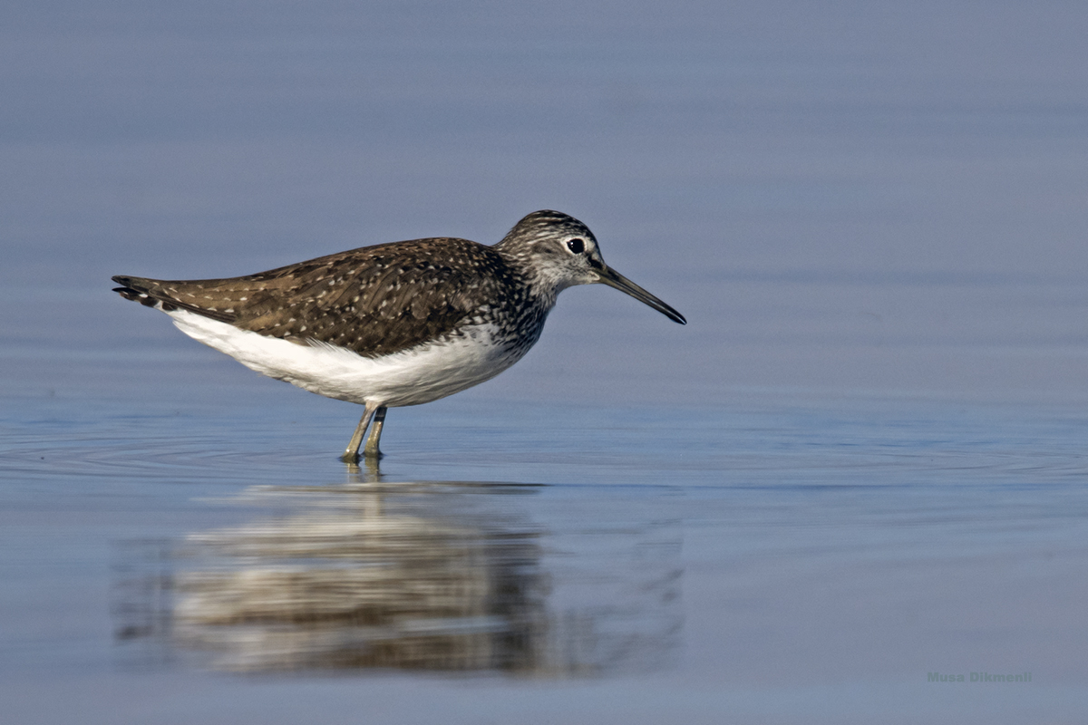Green Sandpiper