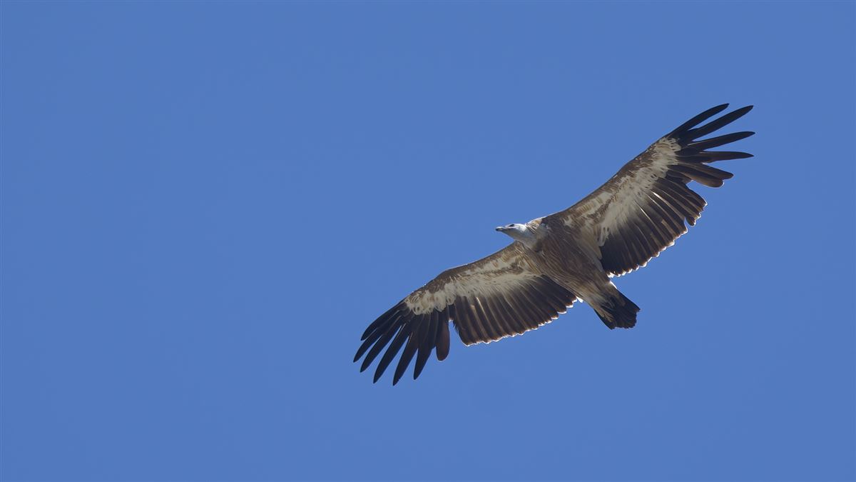 Griffon Vulture
