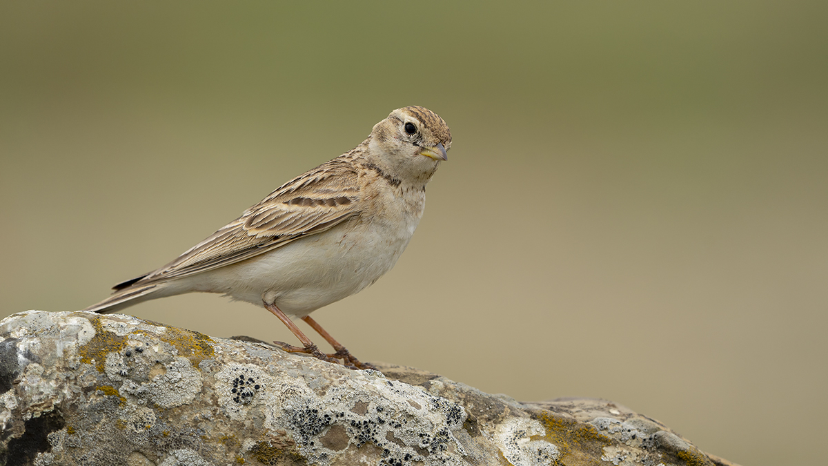 Greater Short-toed Lark