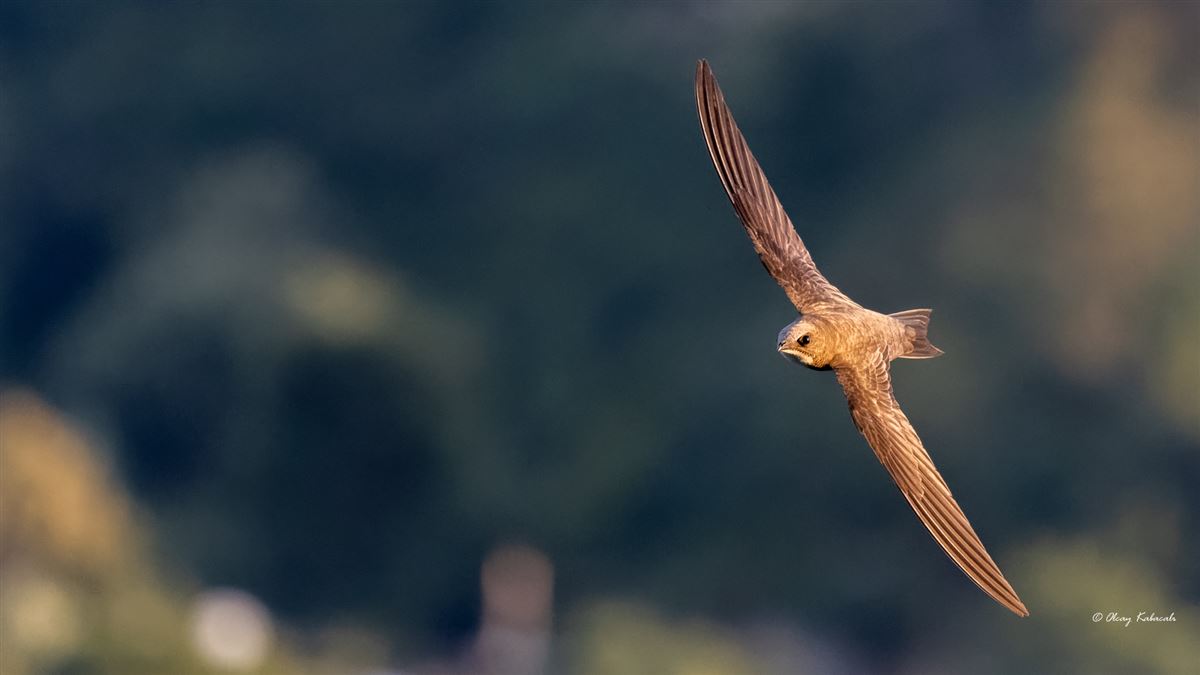 Alpine Swift