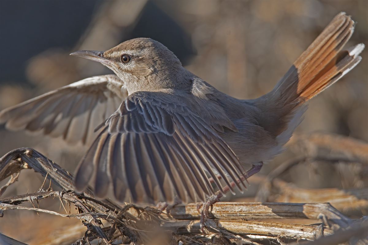 Rufous-tailed Scrub Robin