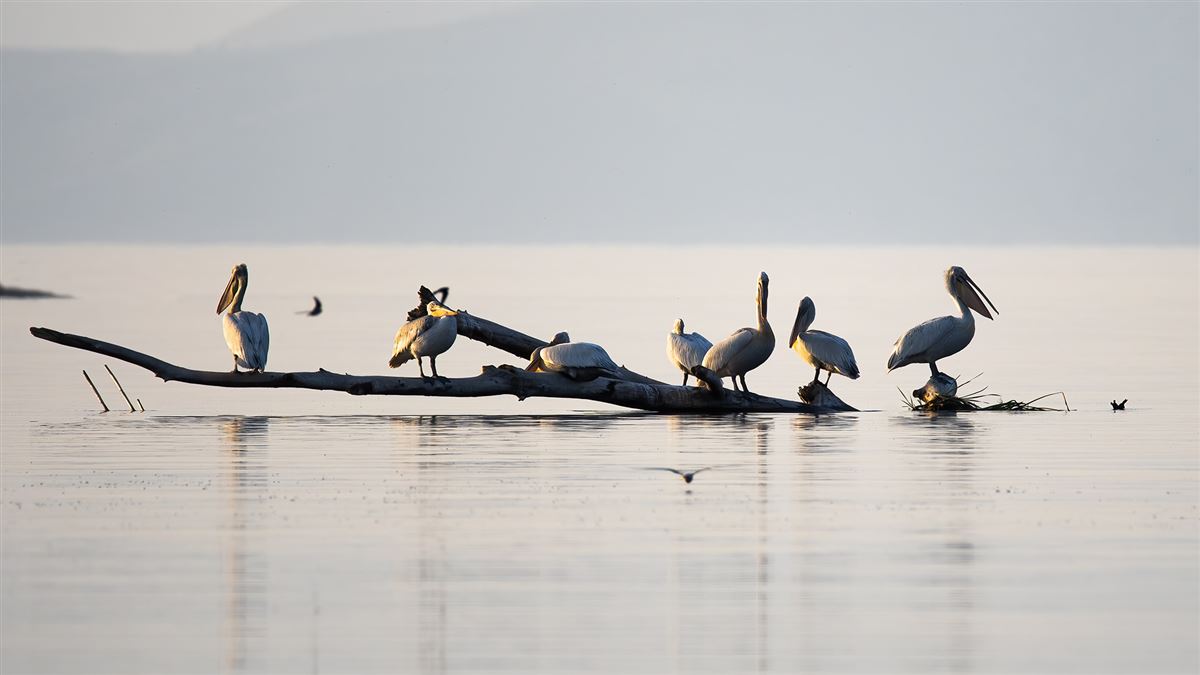 Dalmatian Pelican
