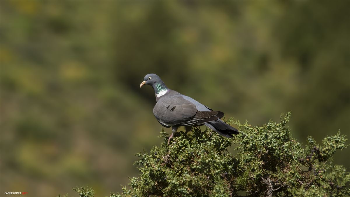 Common Wood Pigeon