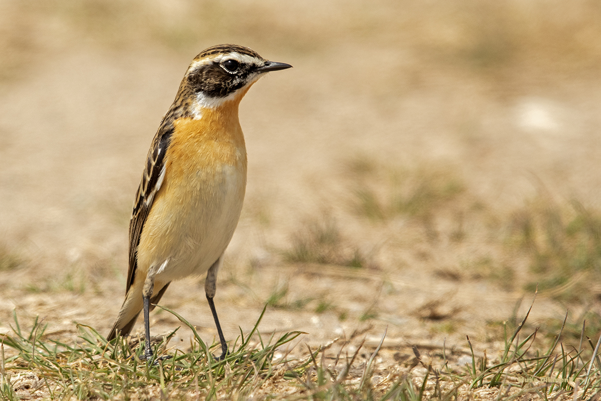 Whinchat