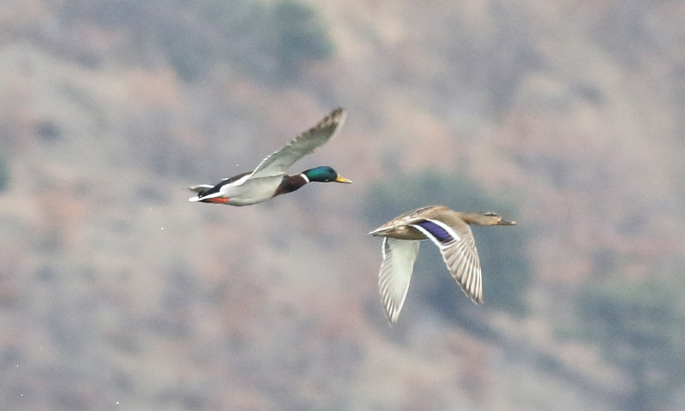 Mallard