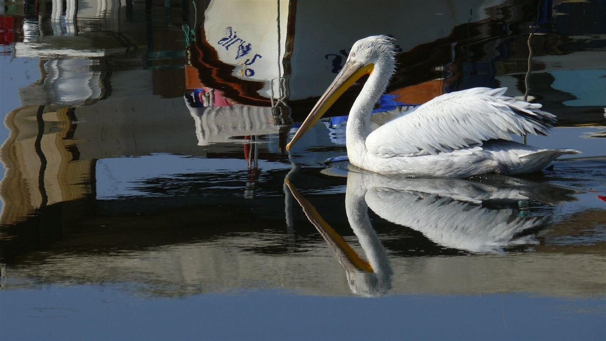 Dalmatian Pelican