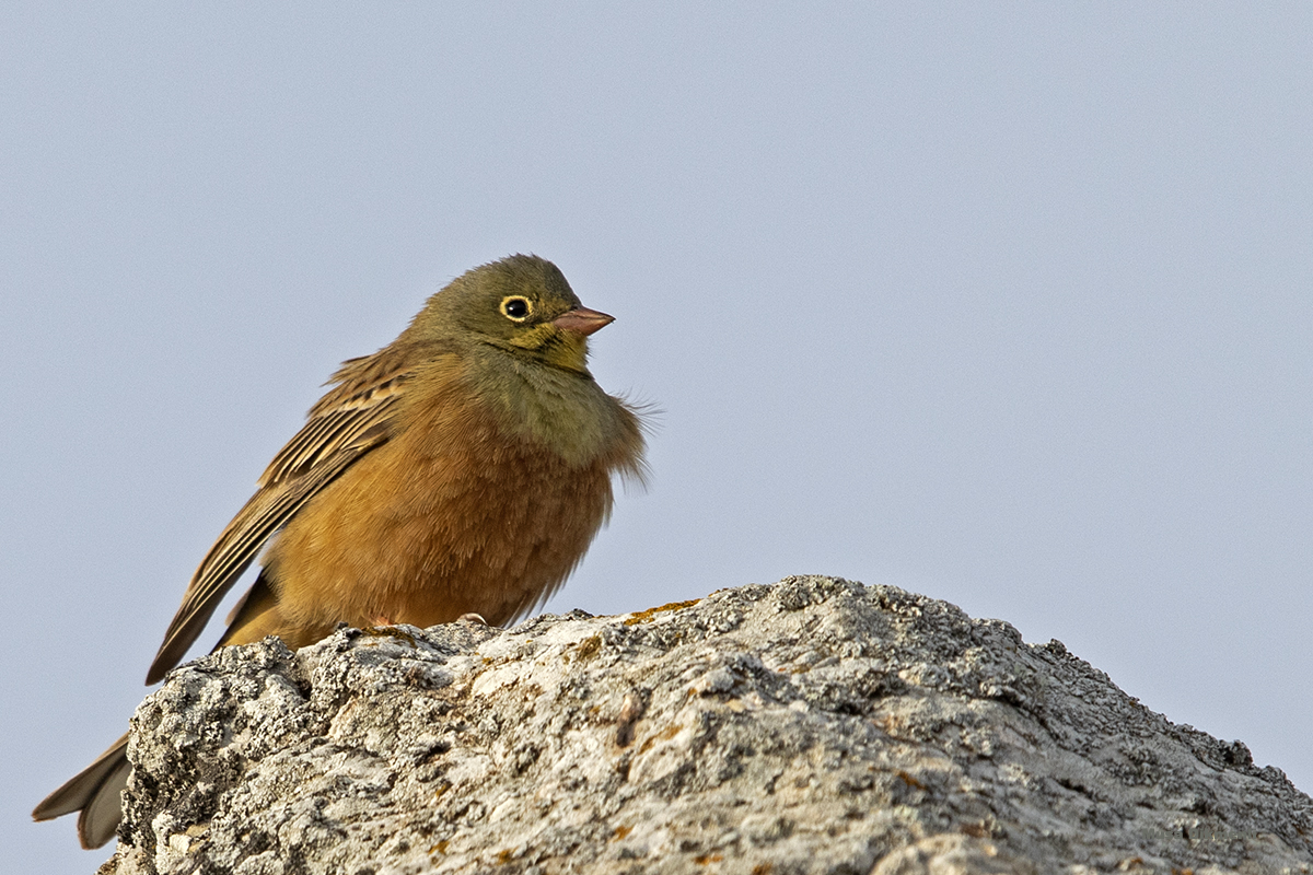 Ortolan Bunting