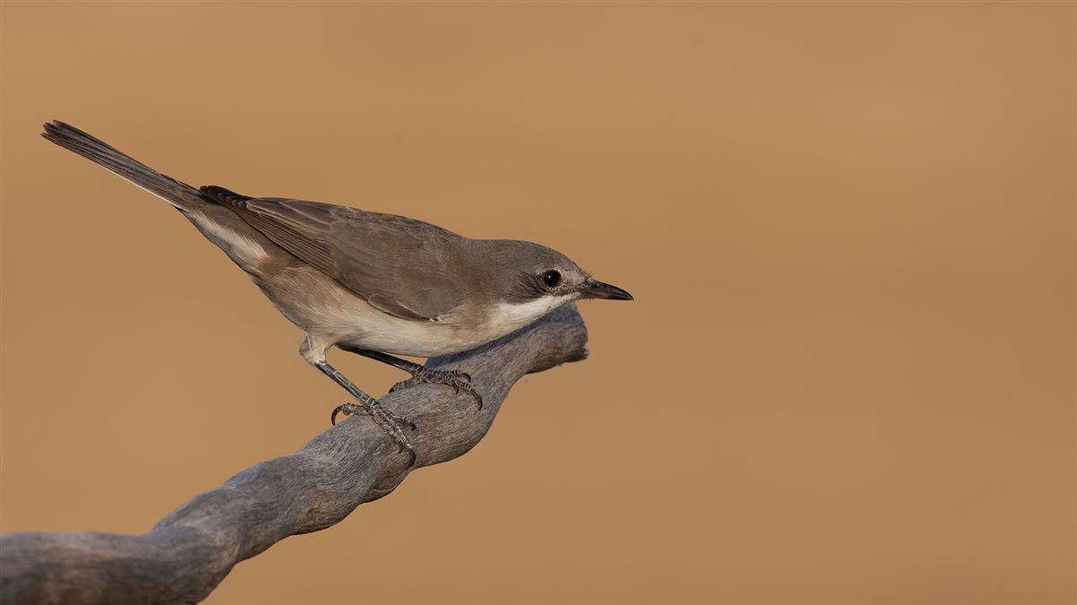 Eastern Orphean Warbler