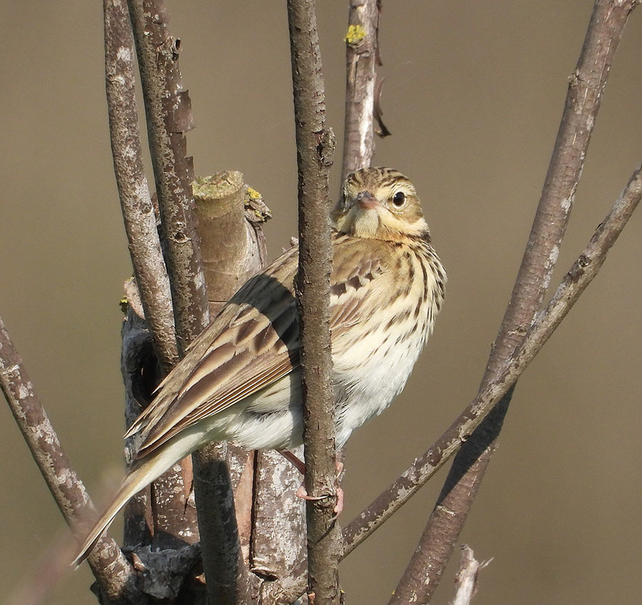 Tree Pipit
