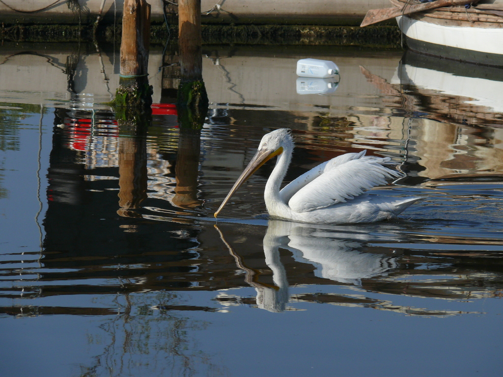 Dalmatian Pelican