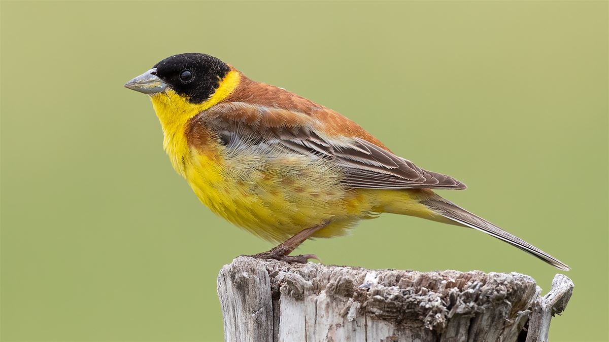Black-headed Bunting