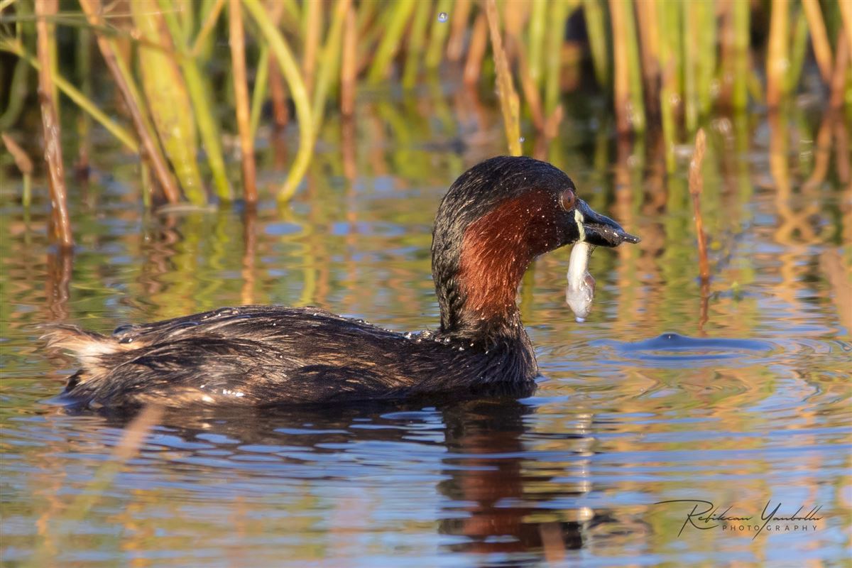 Little Grebe