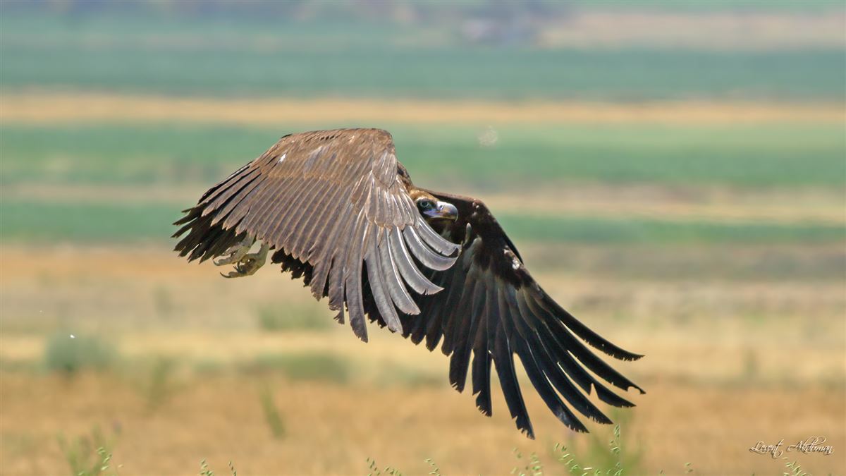 Cinereous Vulture