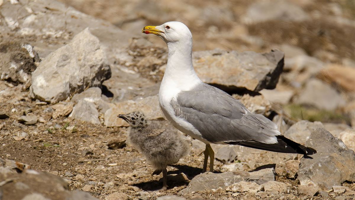 Armenian Gull