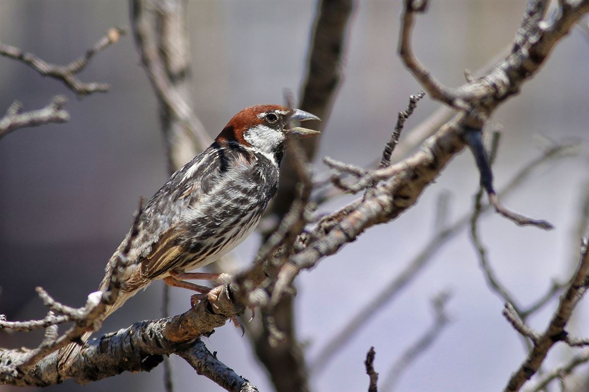 Spanish Sparrow