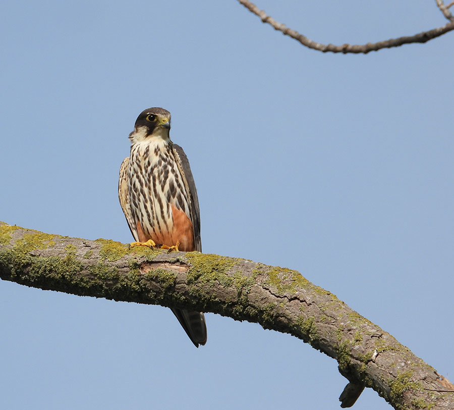 Eurasian Hobby