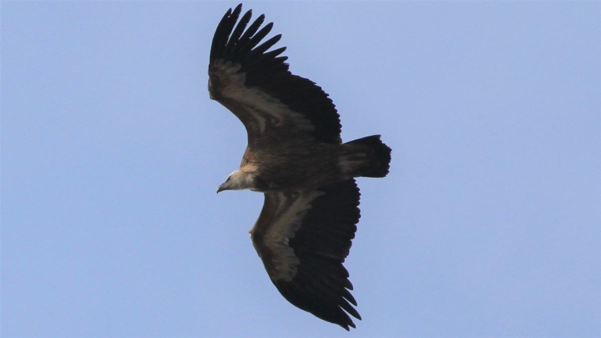 Griffon Vulture