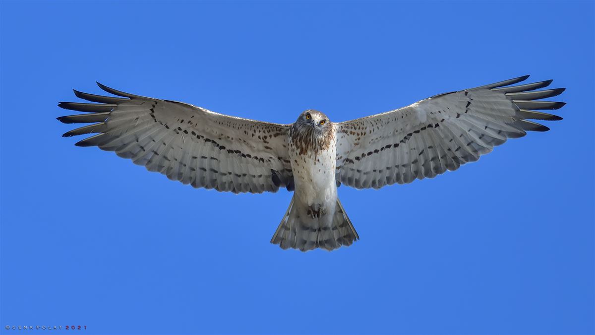Yılan Kartalı