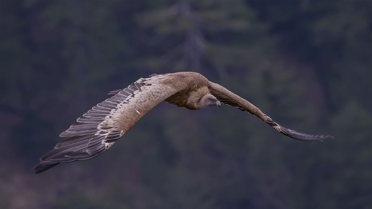Griffon Vulture