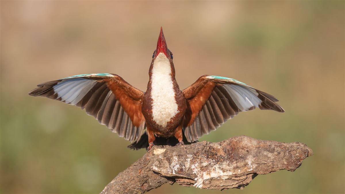 White-throated Kingfisher