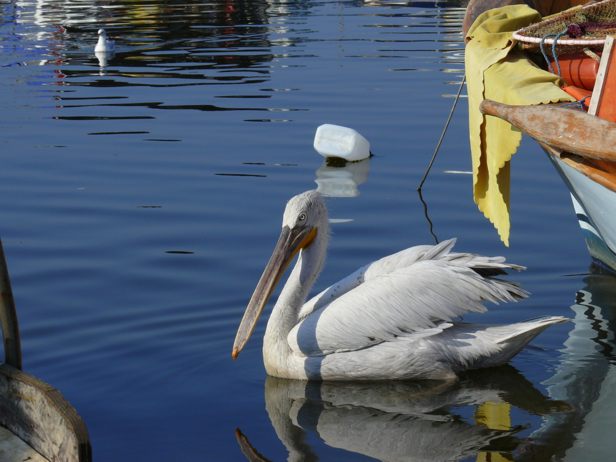 Dalmatian Pelican
