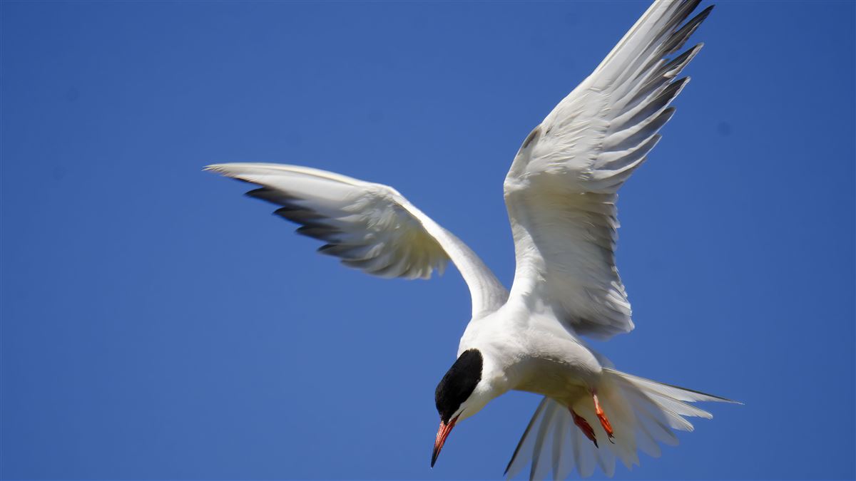 Common Tern