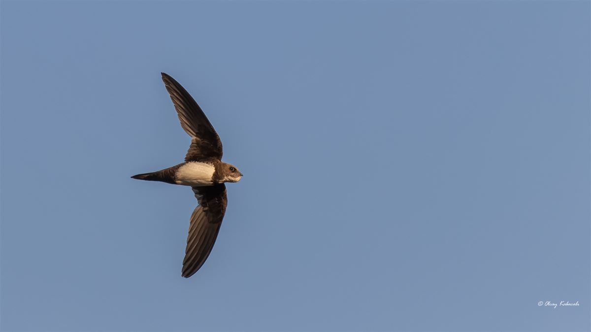 Alpine Swift