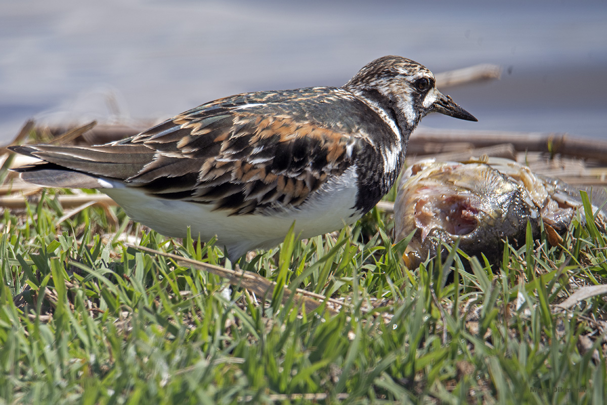 Ruddy Turnstone