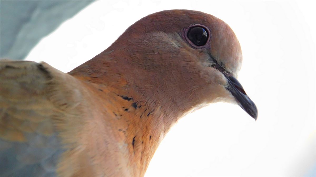 Laughing Dove