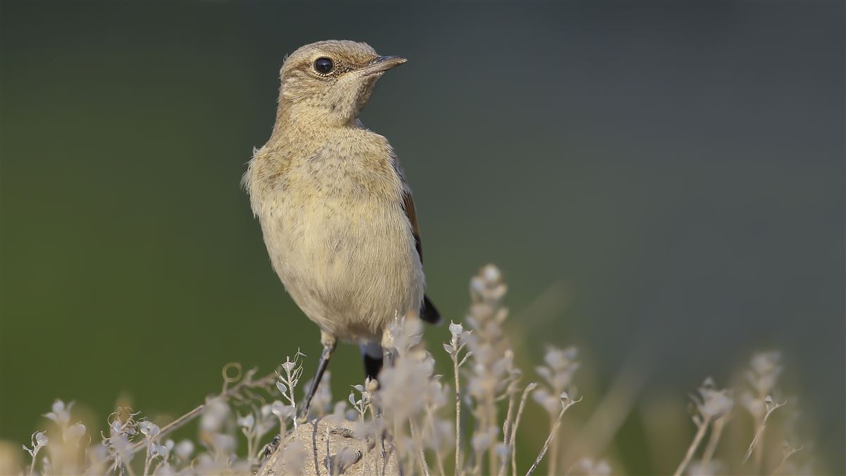 Northern Wheatear