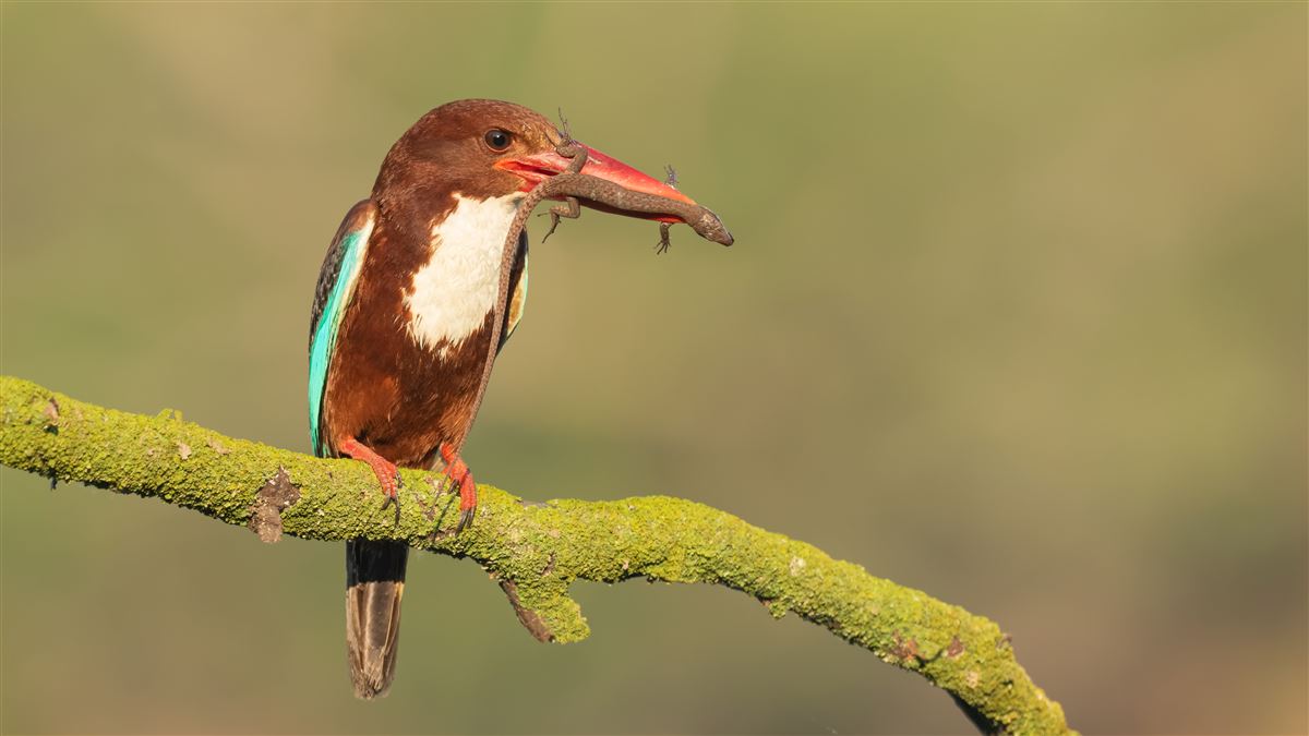 White-throated Kingfisher