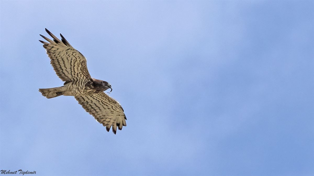 Short-toed Snake Eagle