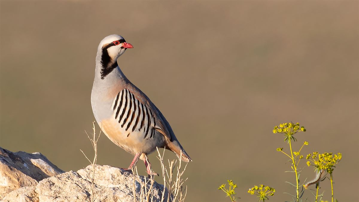 Chukar Partridge