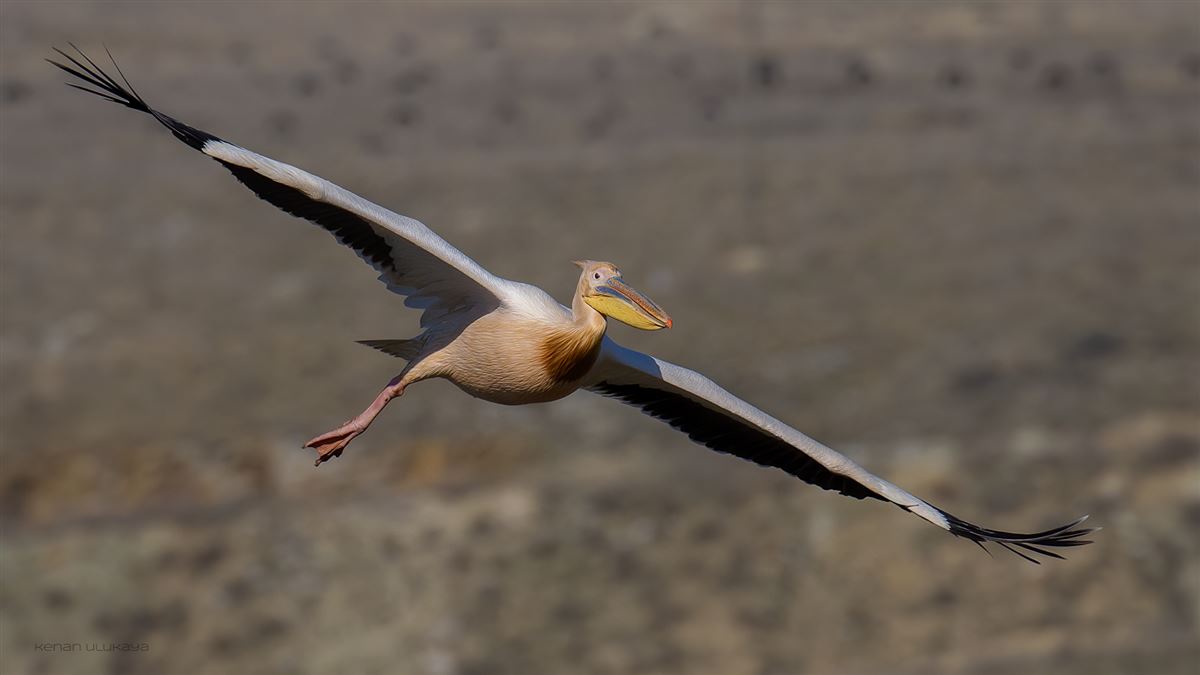 Great White Pelican