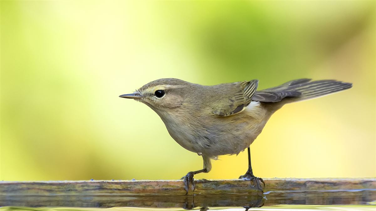 Common Chiffchaff