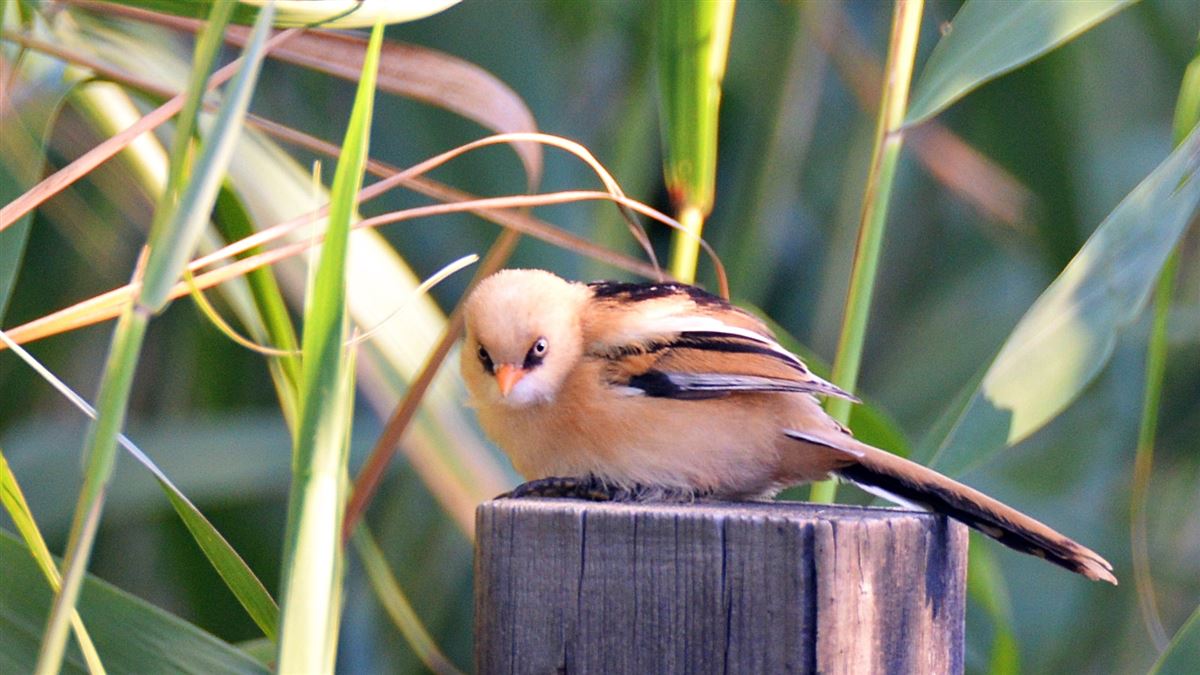 Bearded Reedling