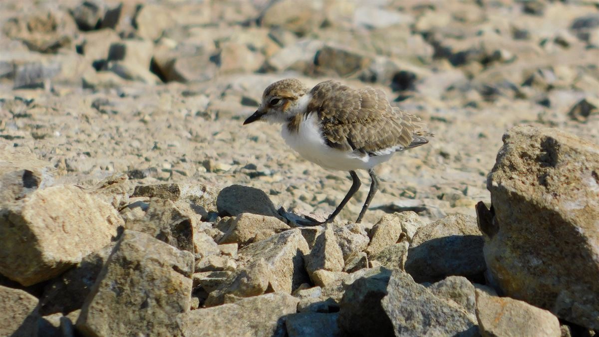 Kentish Plover