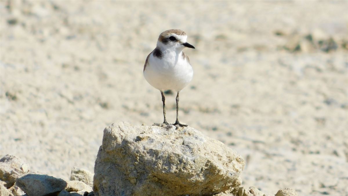 Kentish Plover