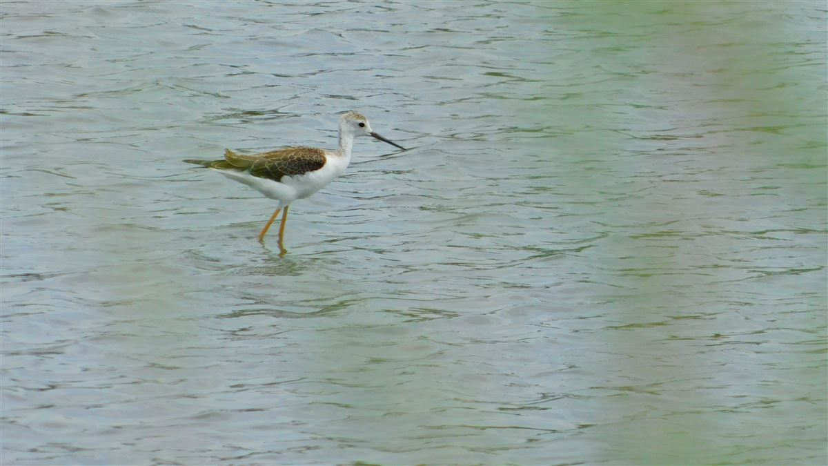 Black-winged Stilt
