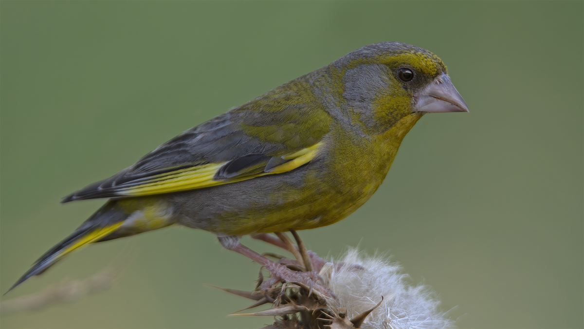 European Greenfinch