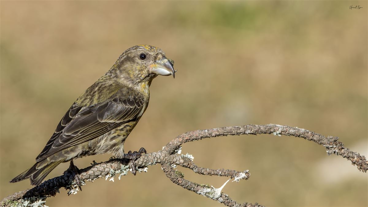 Red Crossbill