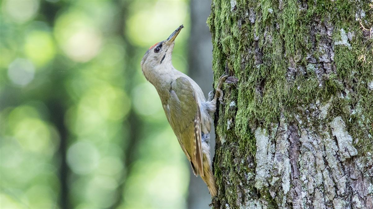 Grey-headed Woodpecker