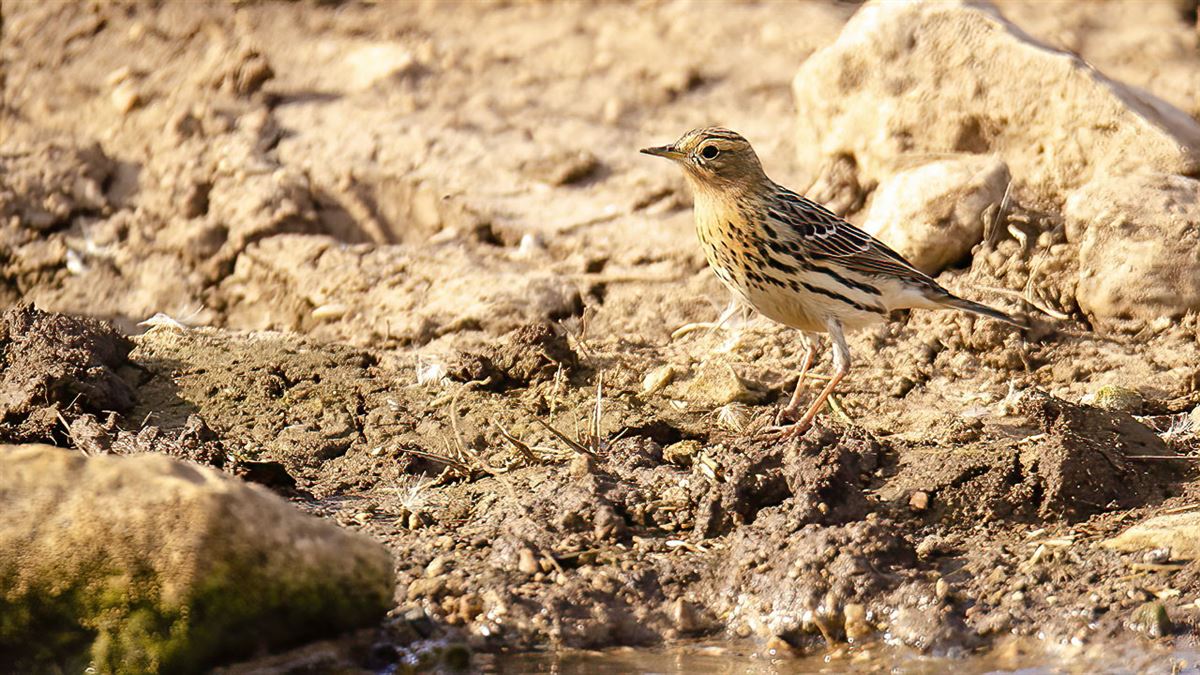 Red-throated Pipit