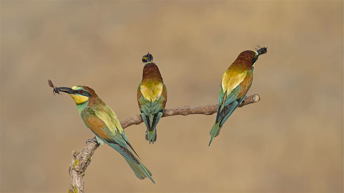 European Bee-eater