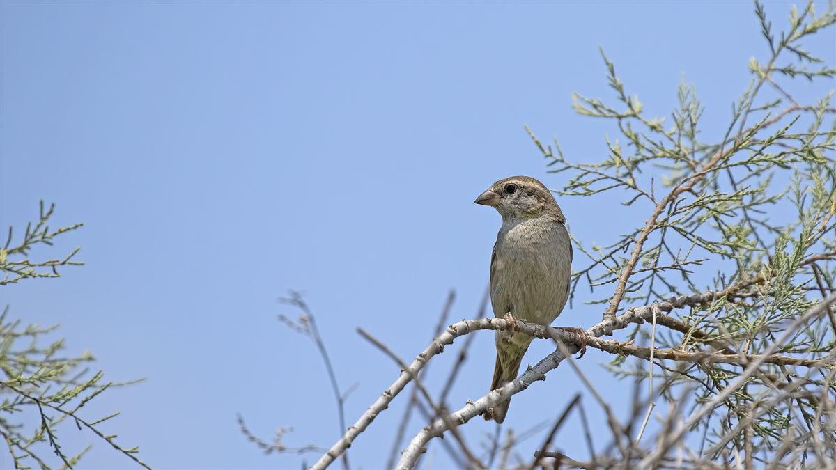 Dead Sea Sparrow