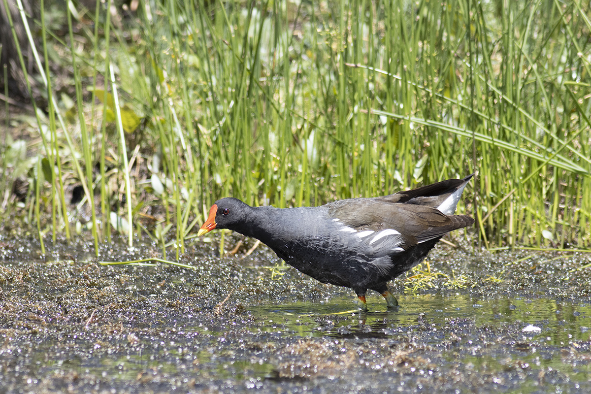 Common Moorhen