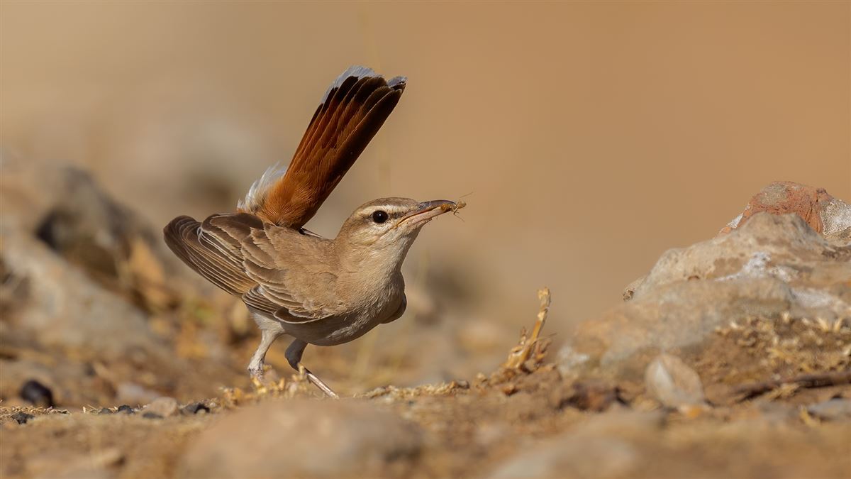 Rufous-tailed Scrub Robin