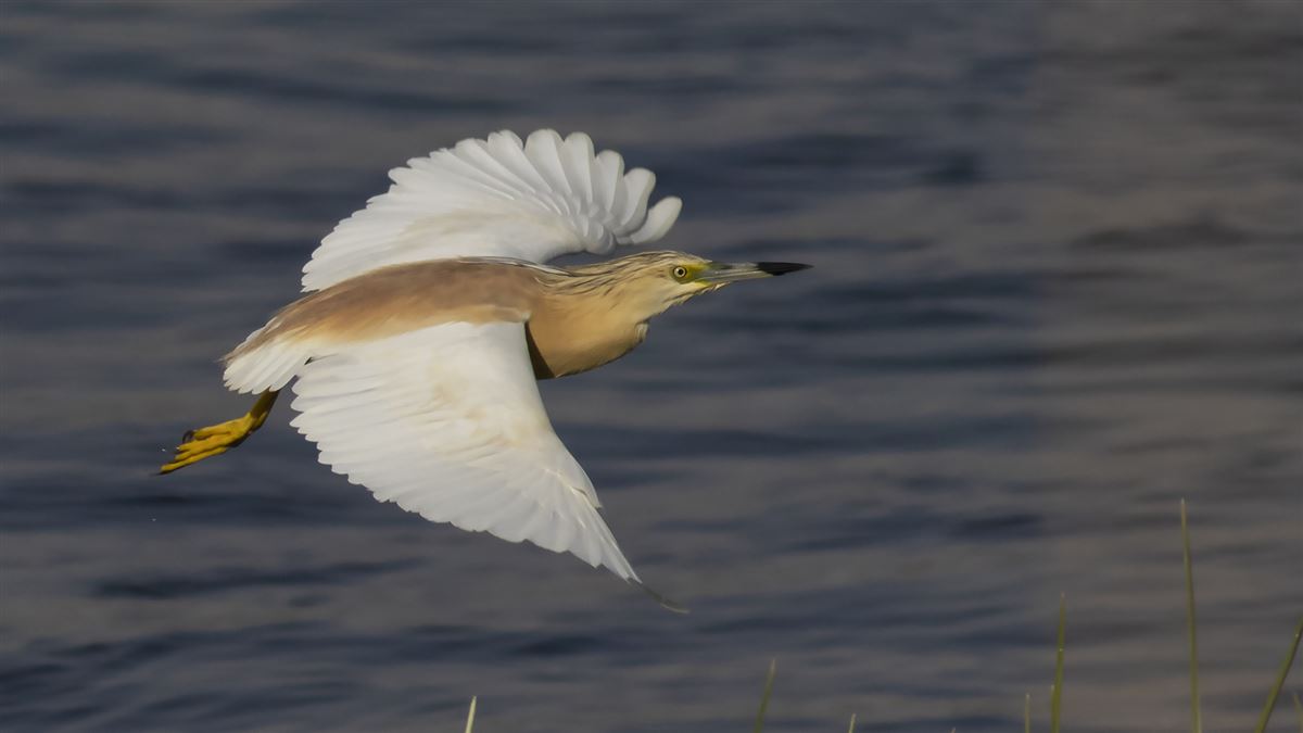 Squacco Heron